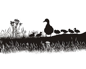 Image showing Meadow to ducks