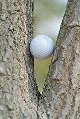 Image showing Golf ball in a tree