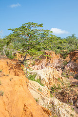 Image showing Marafa Canyon - Kenya