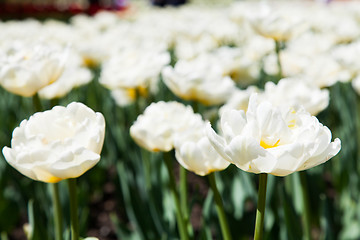 Image showing Casablanca tulip