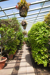 Image showing Greenhouse interior