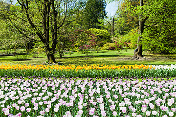 Image showing Tulips garden