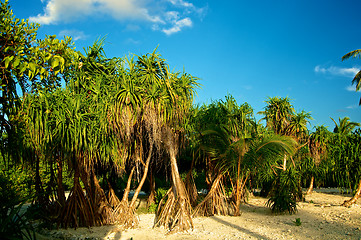 Image showing Alley of Screw Pine Trees