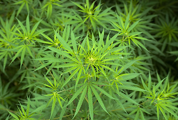 Image showing Cannabis 
