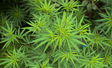 Image showing Cannabis 