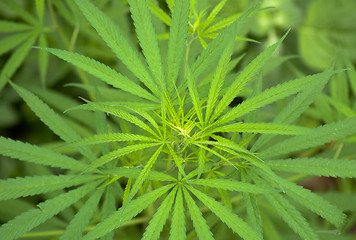 Image showing Cannabis 