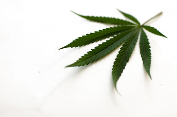 Image showing Cannabis 