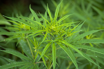 Image showing Cannabis 