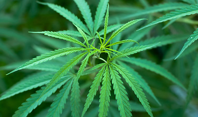 Image showing Cannabis 