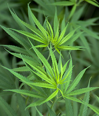 Image showing Cannabis 