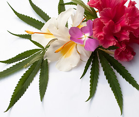 Image showing Cannabis 