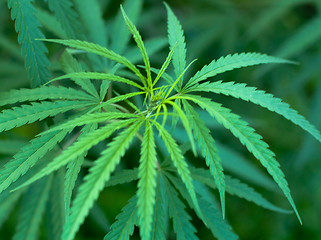 Image showing Cannabis 