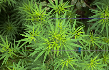 Image showing Cannabis 