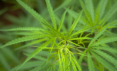 Image showing Cannabis 