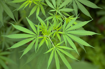 Image showing Cannabis 