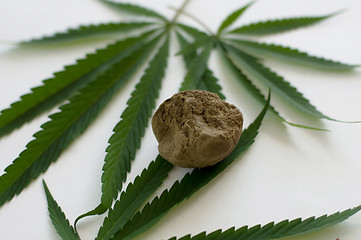 Image showing Cannabis 