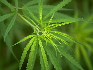 Image showing Cannabis 