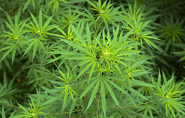 Image showing Cannabis 