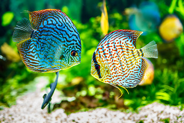 Image showing Symphysodon discus