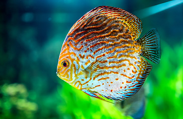 Image showing Symphysodon discus