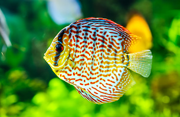 Image showing Symphysodon discus