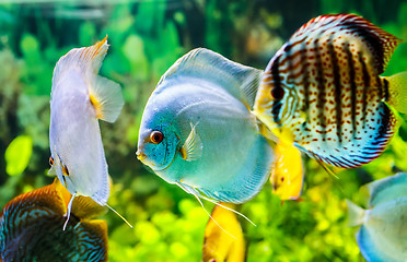 Image showing Symphysodon discus