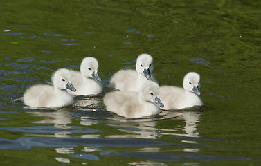 Image showing Young Muted Swan