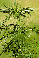 Image showing Cannabis 