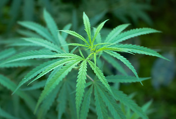 Image showing Cannabis 