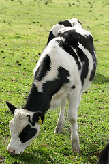 Image showing Dairy Cattle