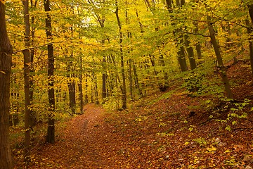Image showing Autumn forest