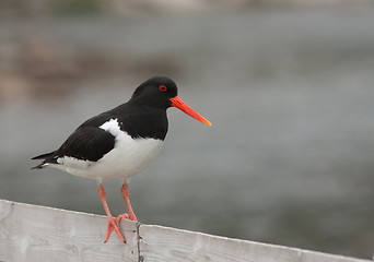 Image showing Oystercatcher