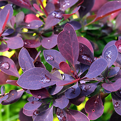 Image showing Raindrops on Barberry Leaves