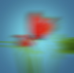 Image showing Red poppy 