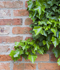 Image showing ivy on wall