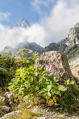 Image showing Path sign on Italian Alps