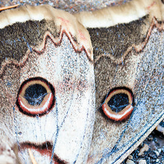 Image showing Buckeye butterfly fragment