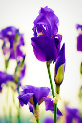 Image showing Dalmation iris