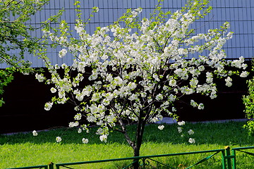 Image showing beautiful plants