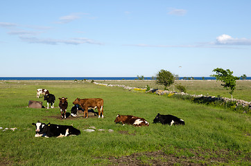 Image showing Resting cattle