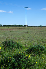 Image showing Blossom at power lines