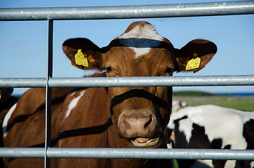 Image showing Happy cow
