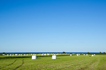 Image showing Field of haybales