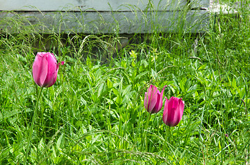 Image showing Red tulips among weeds