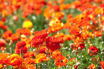 Image showing blooming flowers