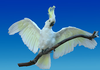 Image showing Australian cockatoo