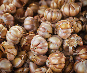 Image showing Garlic at market close up