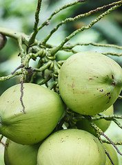 Image showing Fruits of the coconut palm trees - big nuts