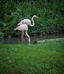 Image showing Pair of flamingos feeding in a pool