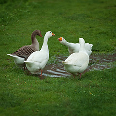 Image showing Domestic geese drinking water from puddle